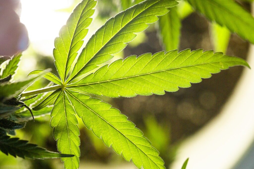 marijuana, cannabis, weed leaf